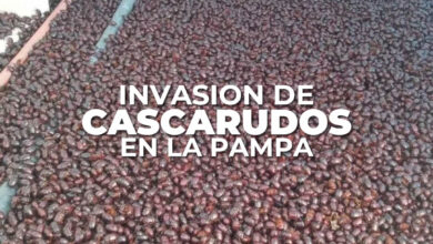 Photo of Invasión de cascarudos en La Pampa