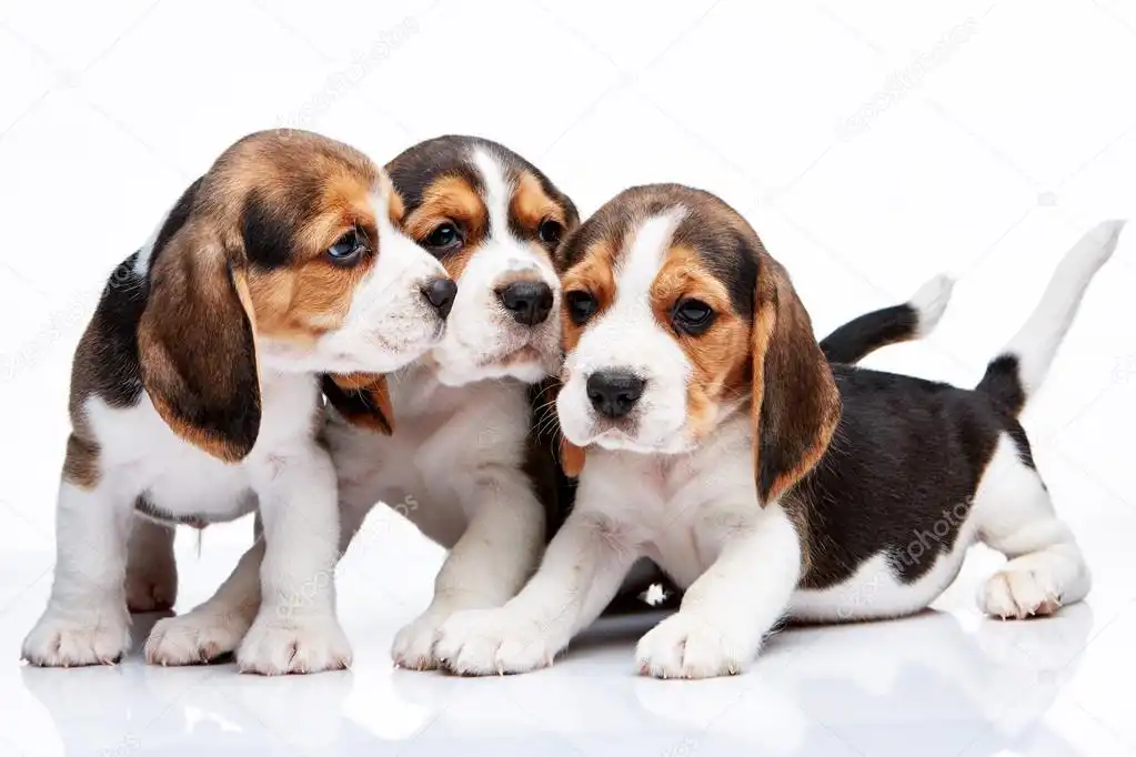 Photo of Mas de 30 cachorros beagle podrían ser sacrificados en un experimento