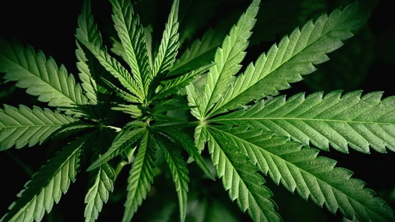 Photo of Ensayo clínico evaluará un nuevo uso del cannabis farmacéutico