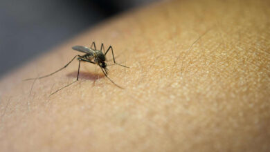 Photo of ¿Por qué la sangre humana atrae tanto a los mosquitos?