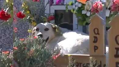 Photo of Un perro hace 3 años que espera en la tumba de su «dueño» fallecido