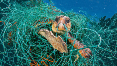 Photo of La ingesta de plástico está matando a los animales