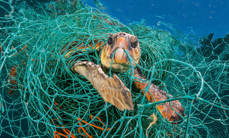 La ingesta de plástico está matando a los animales