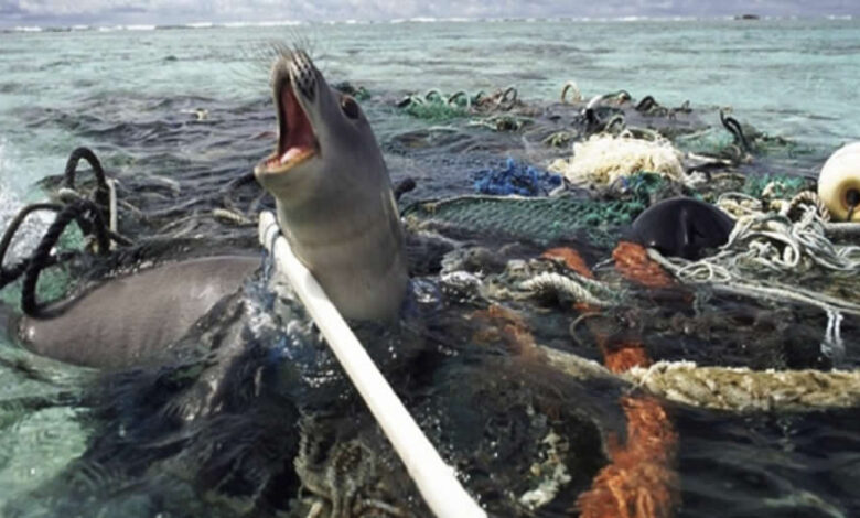 La ingesta de plástico está matando a los animales