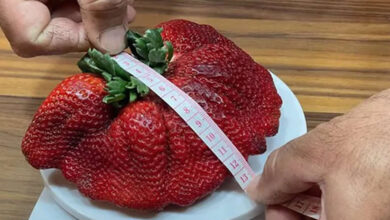 Photo of Una frutilla entró en el Récord Guinness tras pesar 290 gramos y ser la más grande del mundo