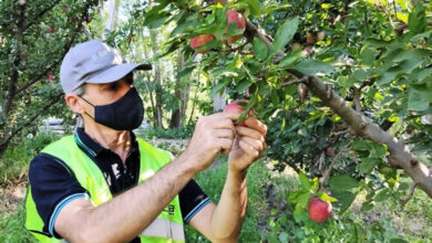 Photo of Senasa autorizó el adelanto de cosecha de manzanas Red Delicious (y clones) para la zona del Alto Valle