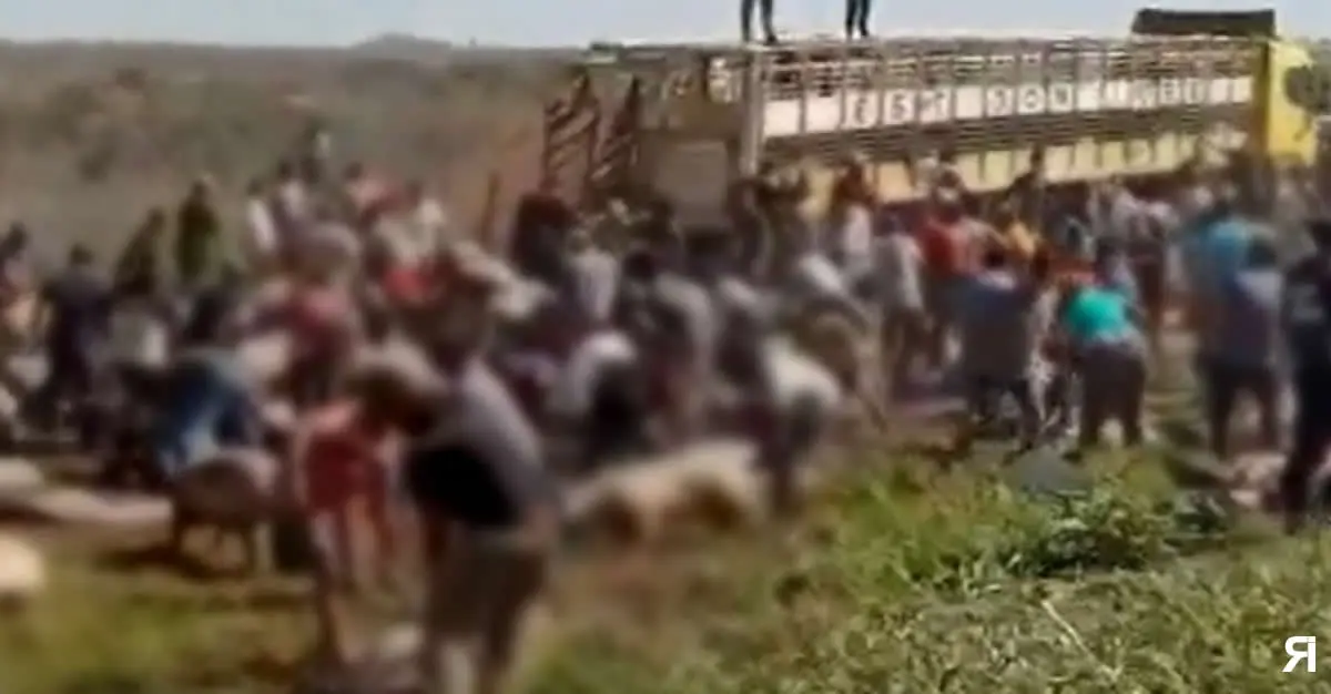 Photo of Video: caos en la ruta tras el vuelco de un camión cargado de cerdos