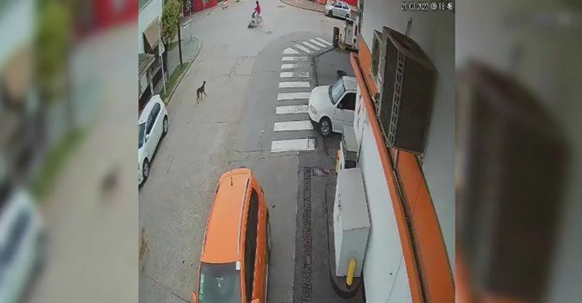 Photo of Una mujer fue atropellada por un ñandú en medio de la calle