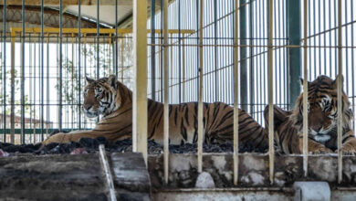 Photo of Rescataron a cuatro tigres de bengala abandonados por un circo en San Luis