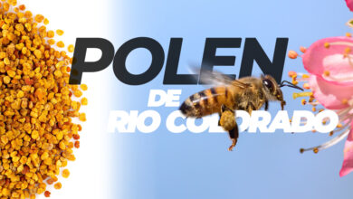 Photo of Juan y Shirley: Pasión por la apicultura – producción de polen en Río Colorado