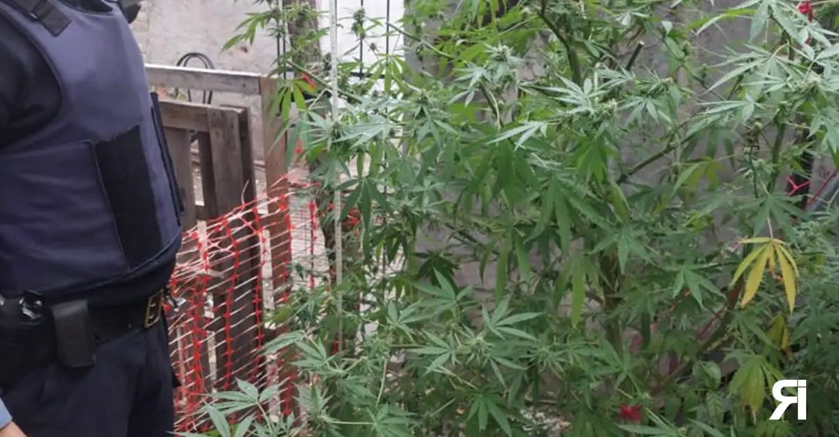 Photo of Allanamiento: se secuestró marihuana en una vivienda en Río Colorado
