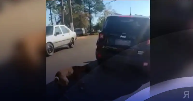 Photo of Indignante: Un hombre arrastró a un perro con su auto y quedó grabado por los vecinos