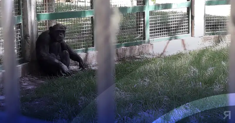 Photo of Habeas corpus para liberar a «Toti» el chimpancé alojado en Bubalcó