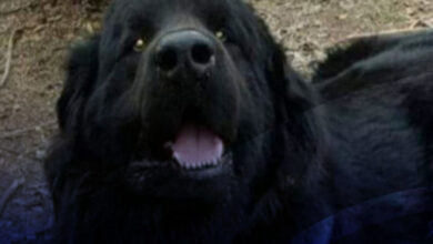 Photo of Maltrato animal: comenzó el juicio contra el acusado de matar a patadas a un perro
