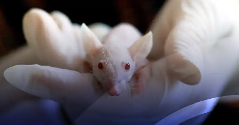 Photo of Científicos logran ‘revertir’ el envejecimiento en ratones, ahora planean hacer lo mismo con humanos