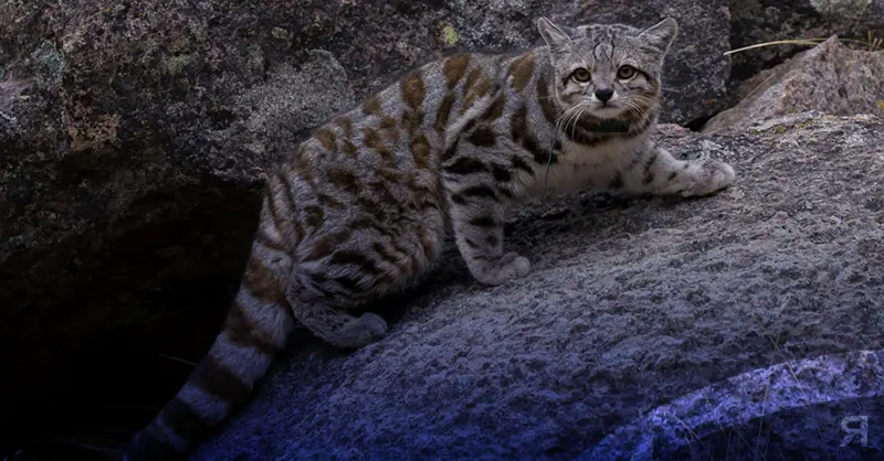 Photo of Avistan al «fantasma de los Andes»: una especie de gato en peligro de extinción