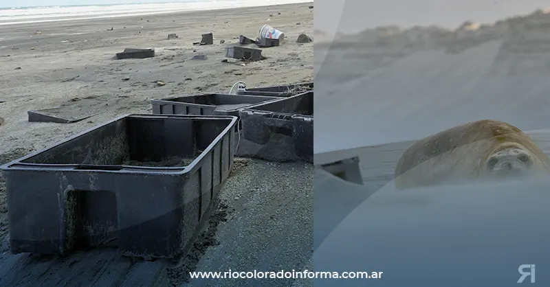 Photo of Península Valdés: denuncian que las playas están repletas de residuos plásticos