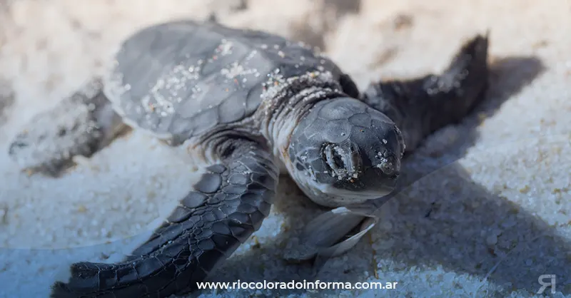 Photo of El calor está dejando sin machos las poblaciones de tortugas marinas