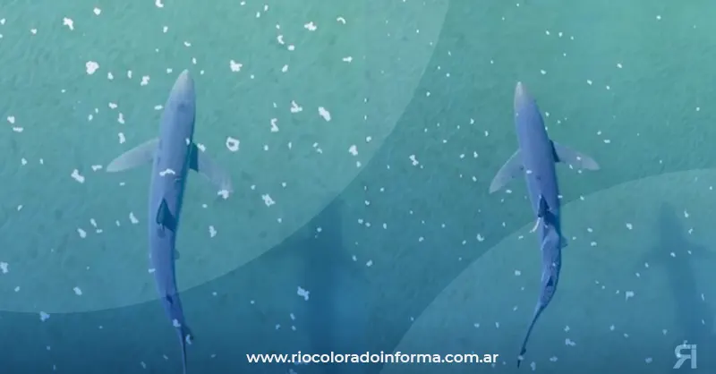 Photo of Un tiburón azul apareció en las costas de la Península Valdés