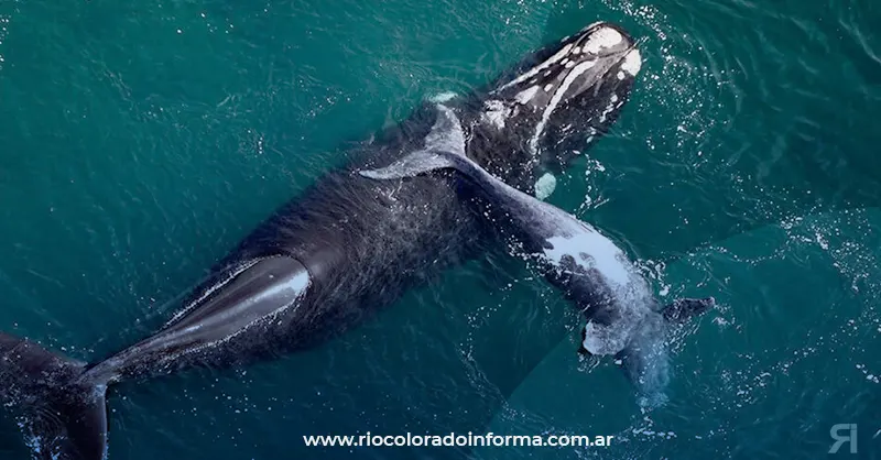 Photo of Récord de ballenas en la Península Valdés: el mayor número en los últimos 51 años