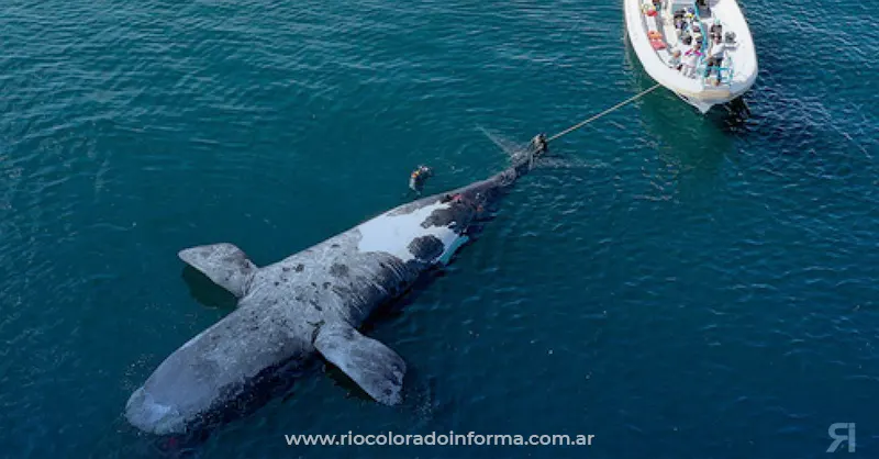Photo of Ya son 10 las ballenas encontradas muertas en Chubut