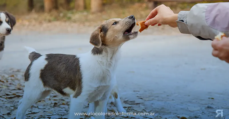 Photo of ¿Por qué no hay que darle comida con sal a los perros?