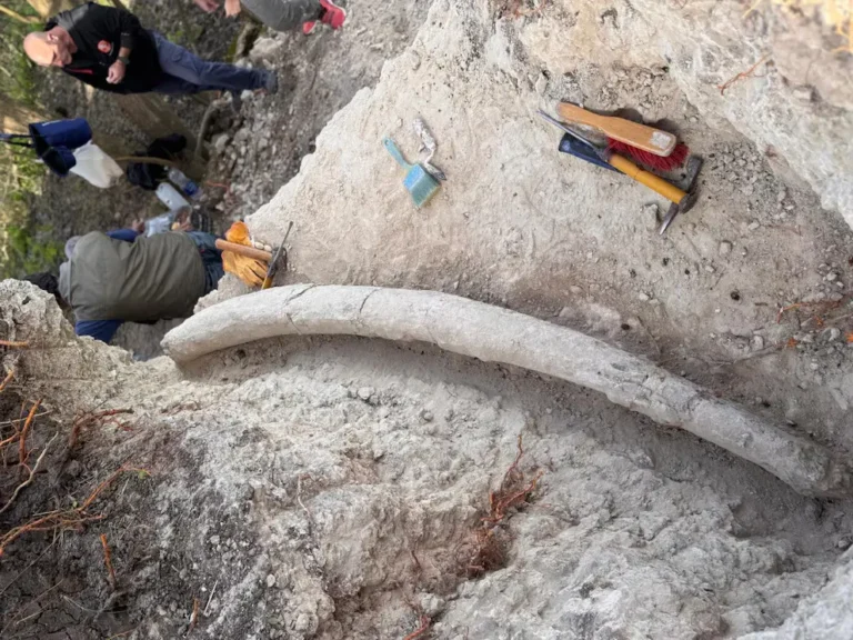 Hallan en Argentina la defensa de mastodonte más larga registrada en Sudamérica