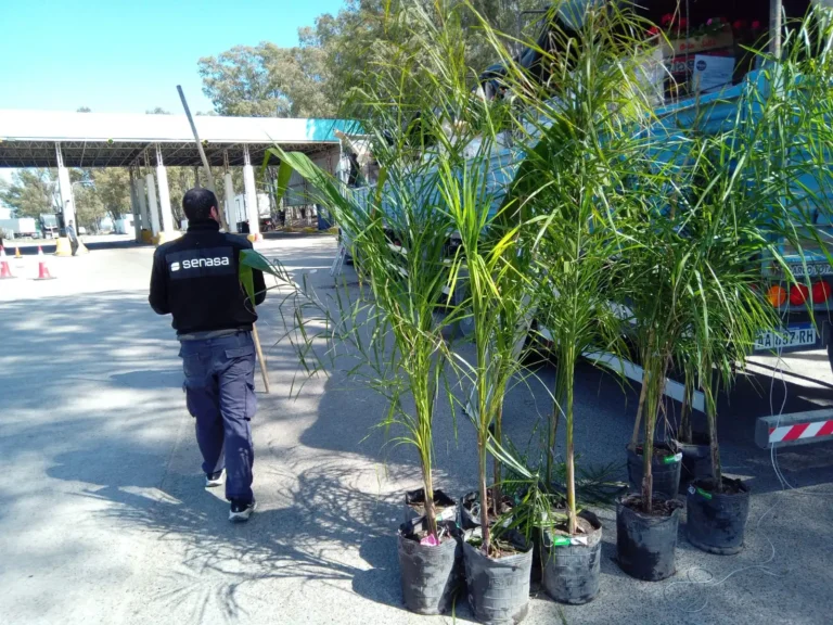 Detección de 75 palmeras sin Documento de Tránsito electrónico en la Barrera sanitaria
