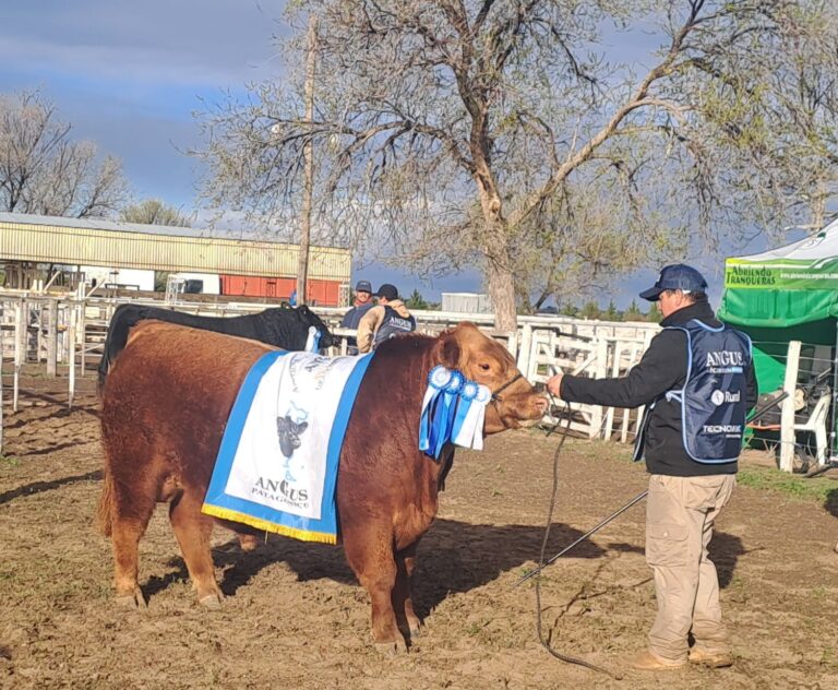 Río Colorado cerró su 49° Exposición Rural con un buen remate de reproductores: se vendió el 97% de la oferta